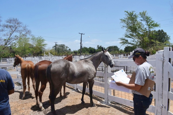 Inscrições para concurso da AGED/MA começaram ontem segunda (8)