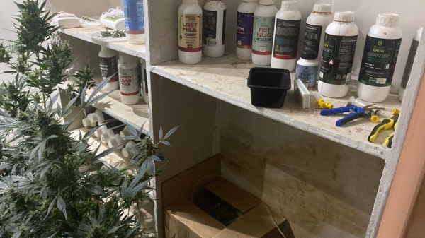 POLÍCIA CIVIL DO MARANHÃO FECHA LABORATÓRIO DE PRODUÇÃO DE SUPERMACONHA, EM DAVINÓPOLIS