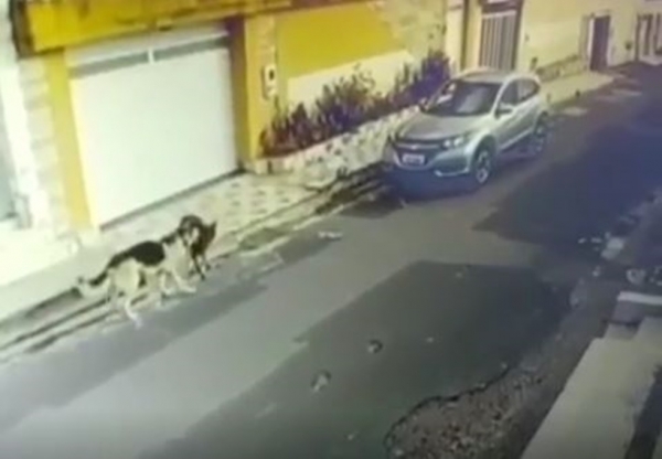 Vídeo - Enfermeira que atropelou cachorros multada em R$ 6 mil; ela pode ser indiciada