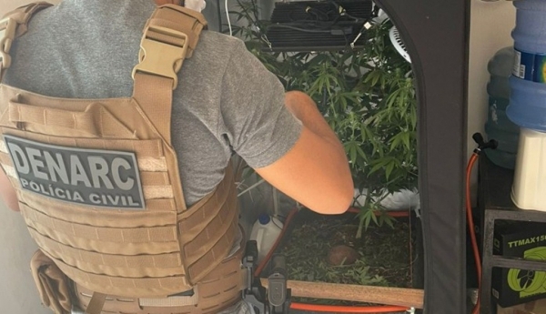Polícia apreende estufa de cultivo de maconha em Timon