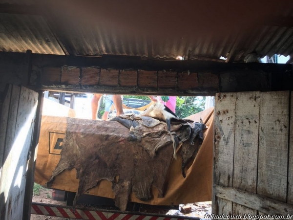 Um Caminhão Carregado Com Couros de Boi é Apreendido no Antigo Matadouro em Açailândia.