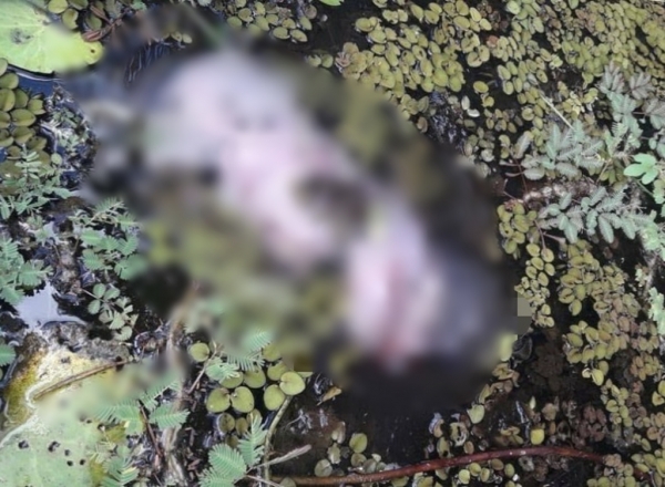 Pescador encontra recém-nascido em lagoa, no Maranhão; Pais são suspeitos