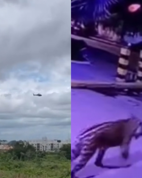 FORÇAS DE SEGURANÇA SOBREVOAM ÁREA QUE ONÇA FOI VISTA EM ITZ PARA DEFINIR PONTOS ESTRATÉGICOS DE CAPTURA