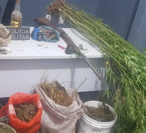 MARANHÃO - Homem é preso após ser flagrado com plantação de maconha no quintal de casa 