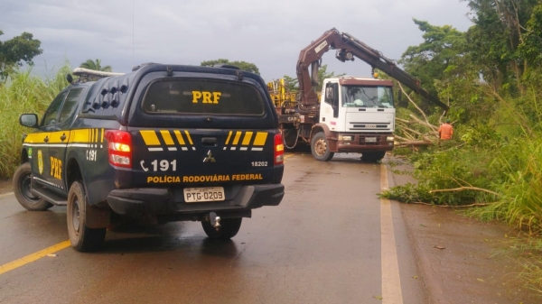 MARANHÃO - Árvore caída obstrui BR-222, próximo a Santa Luzia