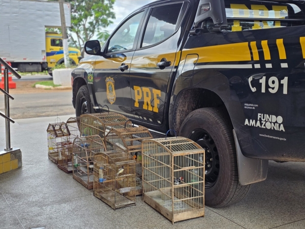 AVES SILVESTRES SÃO RESGATADAS PELA PRF EM AÇÕES DE COMBATE A CRIMES AMBIENTAIS EM IMPERATRIZ
