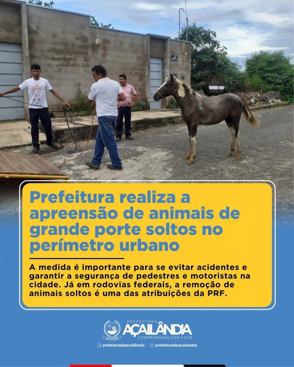 Prefeitura realiza a apreensão de animais de grande porte soltos no perímetro urbano 
