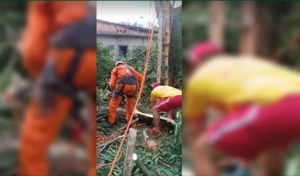 Homem morre ao ser atingido por galho enquanto realizava poda de árvore em São Luís