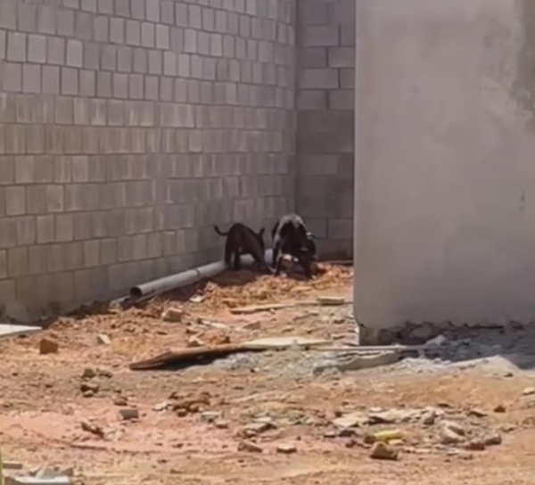 VÍDEO/MULHER TEM CACHORRO ATACADO POR DOIS PITBULLS SOLTOS EM RUA DE IMPERATRIZ