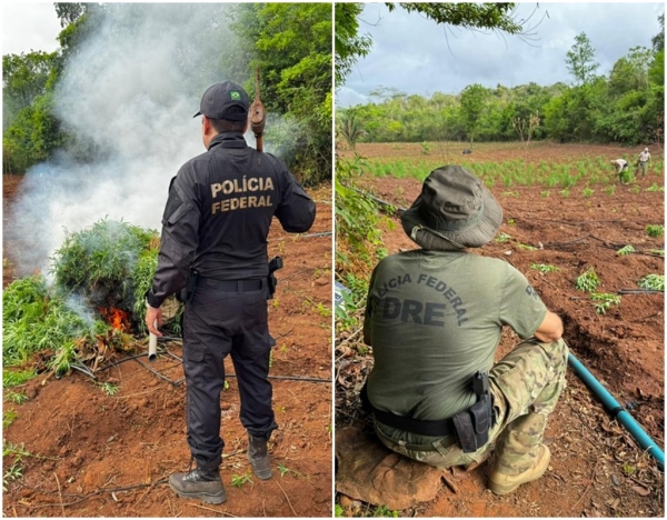 PF DEFLAGRA OPERAÇÃO ENCADEAMENTO EM COMBATE AO PLANTIO ILÍCITO DE MACONHA EM GRAJAÚ/MA