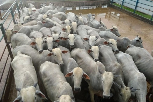 Brasil vai exportar gado vivo para o Irã