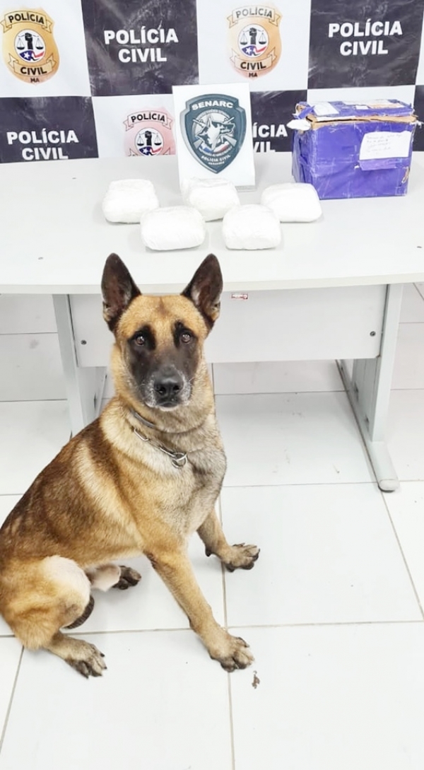Cão farejador localiza 6kg de cocaína recebida pelos Correios