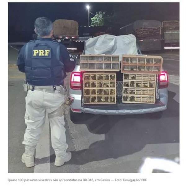 Quase 100 pássaros silvestres são apreendidos na BR-316, em Caxias