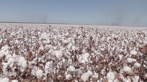 Produção de algodão tipo exportação é destaque no Mirante Rural