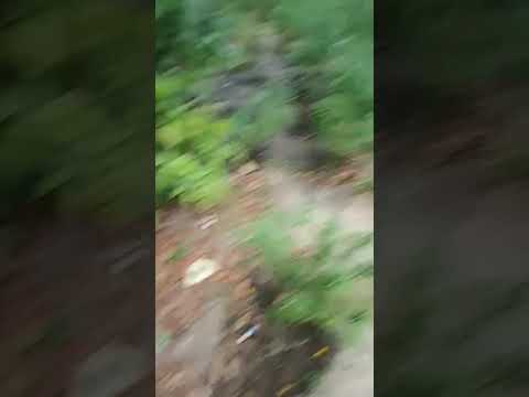 MARANHÃO - Polícia incinera 8 mil pés de maconha no interior do estado