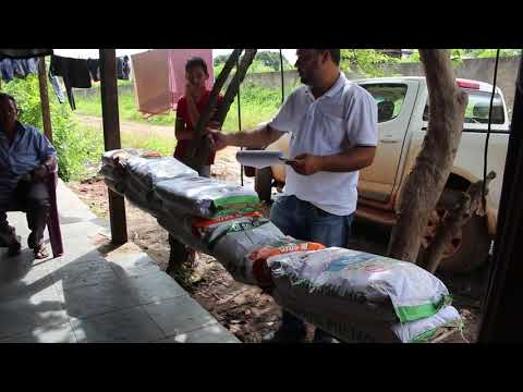 AÇAILÂNDIA - Produtores da zona rural e urbana recebem sementes de milho e arroz 