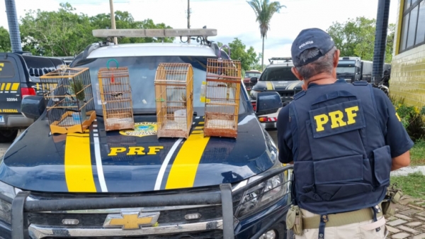 PRF FLAGRA TRÊS MOTOCICLISTAS TRANSPORTANDO AVES SILVESTRES ILEGALMENTE NA BR-316, EM PIO XII/MA