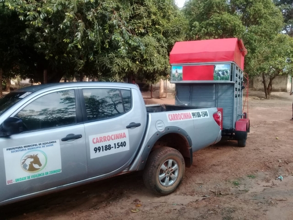 UVZ apreendem animais soltos em vias públicas