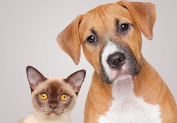 Senado deve votar projeto que proíbe sacrifício de animais de rua