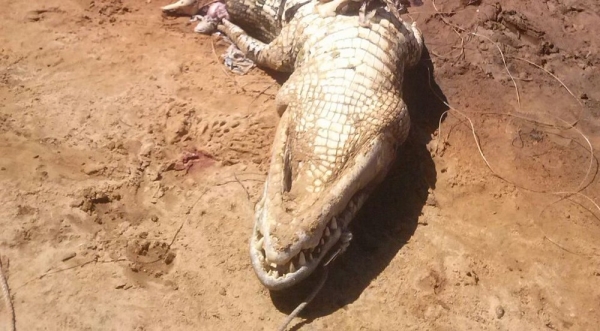 RIO TOCANTINS - Laudo confirma que restos mortais encontrados dentro de jacaré são de humanos