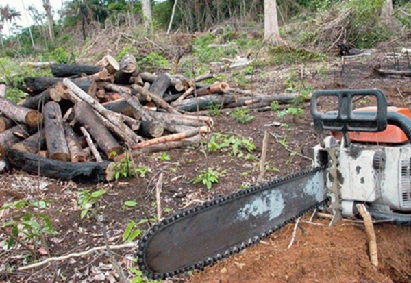 Brasil lidera ranking de mortes de ambientalistas em 2015, diz ONG