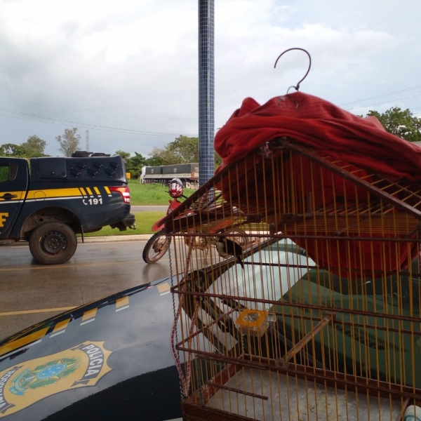 PRF resgata ave silvestre transportada ilegalmente em Santa Inês