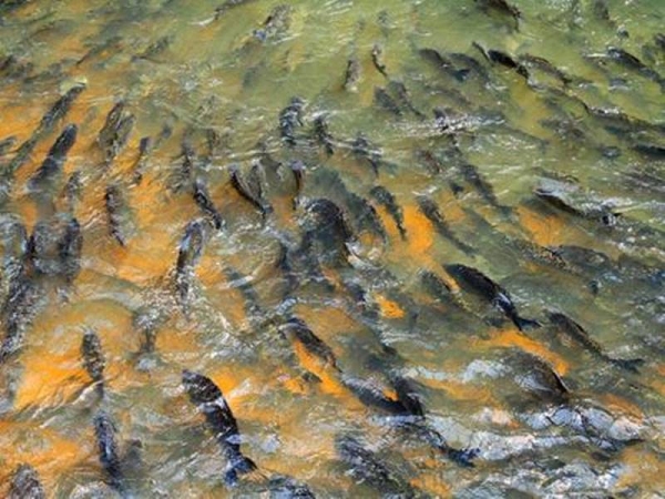 Começa vigorar o período de reprodução dos peixes no Maranhão