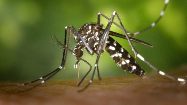BRASIL TEM 391 MORTES POR DENGUE