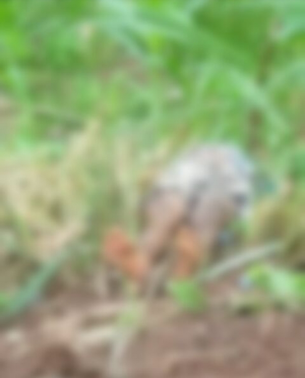 Populares encontram corpo de homem morto próximo ao Lixão, em Açailândia