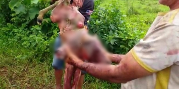 Nasce bezerro com duas cabeças em fazenda no Maranhão