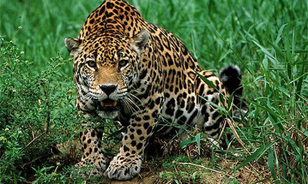 Identificado suspeito de caçar e decapitar onças no Mato Grosso 