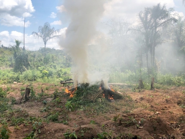 Polícia Federal destrói cerca de 4 toneladas de maconha durante operação no MA