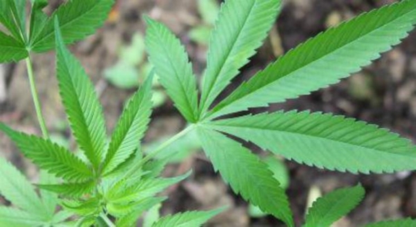 Senado avança em proposta que libera uso medicinal da maconha