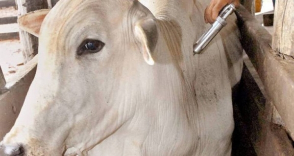 Maranhão atinge 98,72% de gado vacinado contra a Aftosa na 1ª etapa da campanha