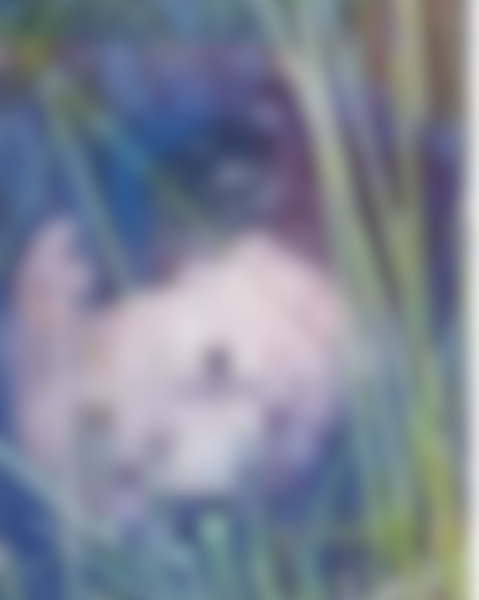 CABEÇA HUMANA É ENCONTRADA NA ZONA RURAL DE CIDELÂNDIA; RESTANTE DO CORPO NÃO FOI LOCALIZADO 