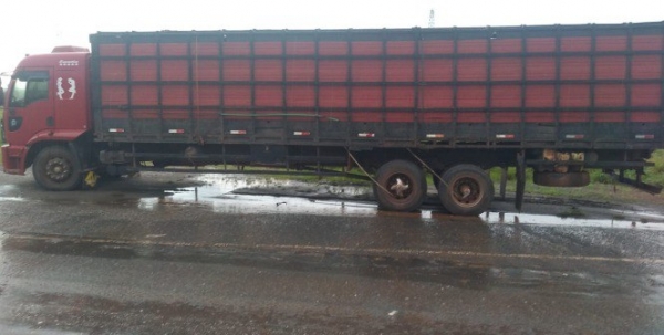 Motorista que realizava transporte irregular de gado é flagrado pela PRF na BR-010