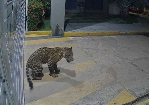 ICMBIO ASSUME BUSCAS PELA CAPTURA SEGURA DE ONÇA-PINTADA EM IMPERATRIZ