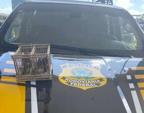 PRF resgata 10 pássaros silvestres da mochila de um condutor na BR-135