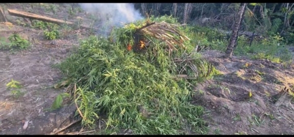 POLÍCIA CIVIL DESTRÓI 10 MIL PÉS DE MACONHA E PRENDE TRÊS SUSPEITOS NO MA