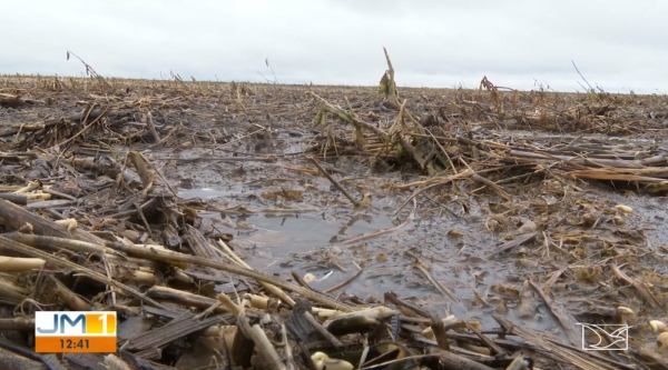 Excesso de umidade da soja causa prejuízos no sul do Maranhão