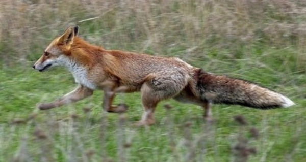 MARANHÃO - Idoso de 101 anos é mais uma vítima do ataque de raposa em Caxias