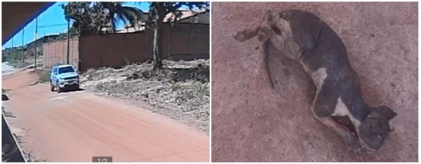 AÇAILÂNDIA: (IMAGENS) HOMEM PÕE FOGO EM ÁREA, MATA ANIMAIS E PREJUDICA MORADORES COM PROBLEMAS RESPIRATÓRIOS. 