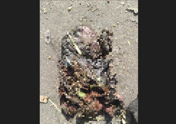 SUSPEITA DE FETO HUMANO EM SACO DE LIXO MOBILIZA PERÍCIA EM IMPERATRIZ; CORPO ERA DE UM GATO