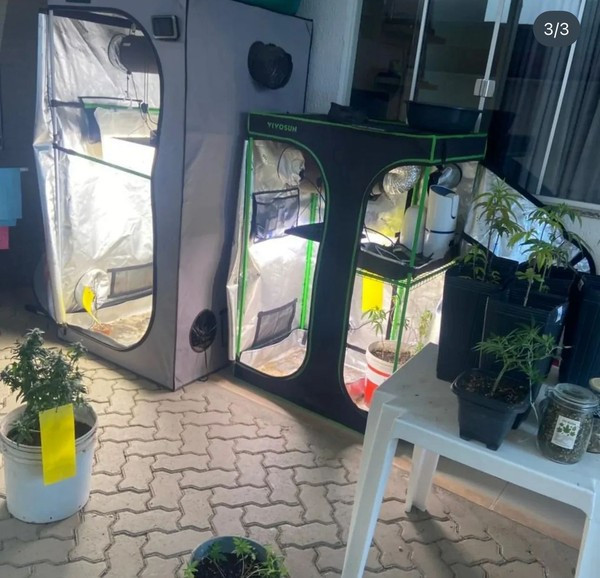 MACONHA CULTIVADA EM CONDOMÍNIO DE LUXO É APREENDIDA EM OPERAÇÃO POLICIAL EM IMPERATRIZ