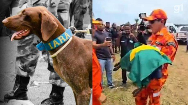 CADELA FAREJADORA DO CEARÁ MORRE ANTES DE INICIAR BUSCAS POR CRIANÇAS DESAPARECIDAS EM BACABAL