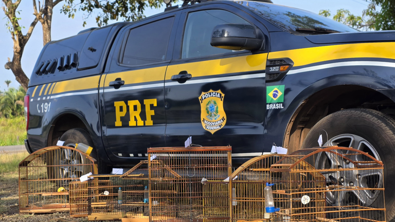 PRF REALIZA OPERAÇÃO PROTEÇÃO INTEGRAL NO MARANHÃO E COMBATE CRIMES AMBIENTAIS EM DEZ MUNICÍPIOS