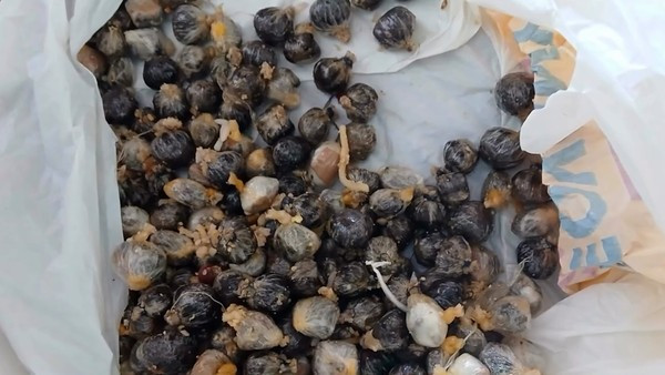 DETENTO É FLAGRADO COM DROGAS NO ESTÔMAGO AO RETORNAR DE SAÍDA TEMPORÁRIA DE DIA DOS PAIS NO MA