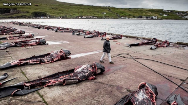 Japão retomará no próximo ano caça de baleias em seu território