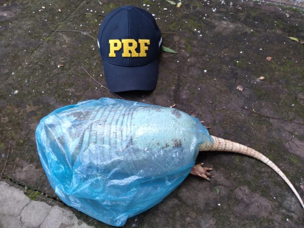 PRF APREENDE ANIMAL ABATIDO E MADEIRA IRREGULAR