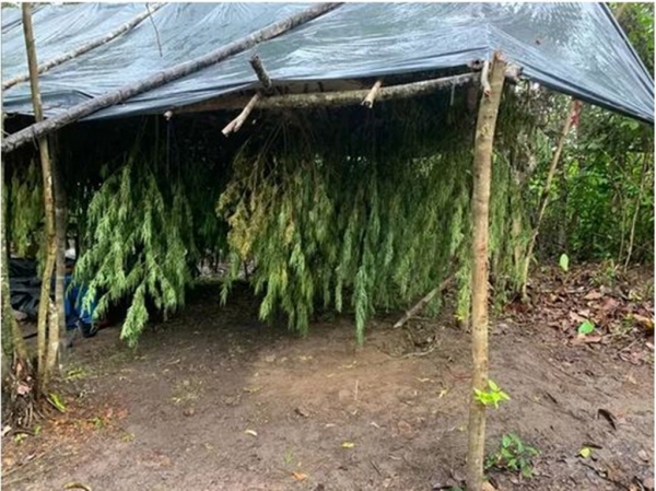 Polícia Civil localiza e destrói plantação de maconha no Maranhão